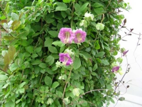 Вьющиеся цветы для дома и сада. Комнатные декоративно-лиственные лианы 12 Вьющиеся цветы для дома и сада. Комнатные декоративно-лиственные лианы 12