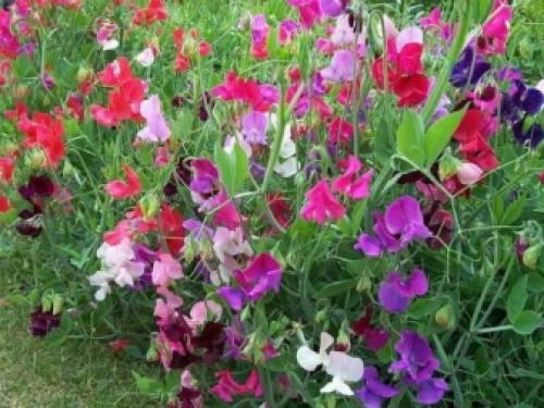 Вьющиеся цветы для дома и сада. Комнатные декоративно-лиственные лианы 13 Вьющиеся цветы для дома и сада. Комнатные декоративно-лиственные лианы 13