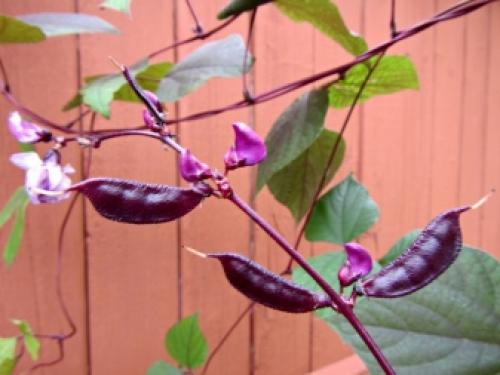 Вьющиеся цветы для сада. Вьющиеся 32 Вьющиеся цветы для сада. Вьющиеся 32