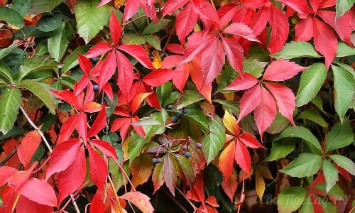 Вьющиеся растения для забора