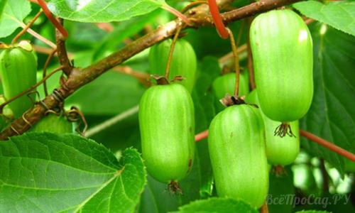 Вьющиеся растения для забора