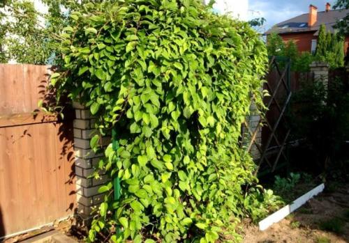 Вьющиеся цветы для дома и сада. Комнатные декоративно-лиственные лианы 05 Вьющиеся цветы для дома и сада. Комнатные декоративно-лиственные лианы 05