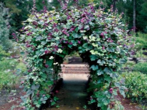 Вьющиеся цветы для дома и сада. Комнатные декоративно-лиственные лианы 07 Вьющиеся цветы для дома и сада. Комнатные декоративно-лиственные лианы 07