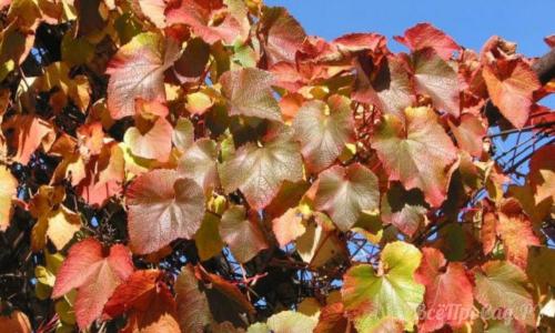 Вьющиеся растения для забора