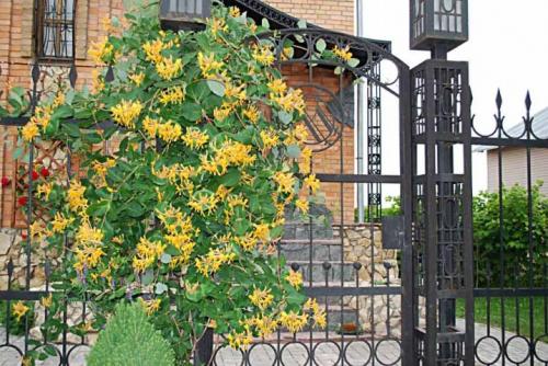 Вьющиеся цветы для дома и сада. Комнатные декоративно-лиственные лианы 02 Вьющиеся цветы для дома и сада. Комнатные декоративно-лиственные лианы 02