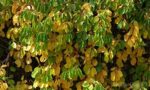 Вьющиеся растения для забора