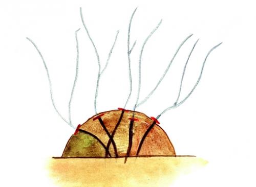 Клематис не требующий обрезки. Как укрывать клематисы разных групп обрезки