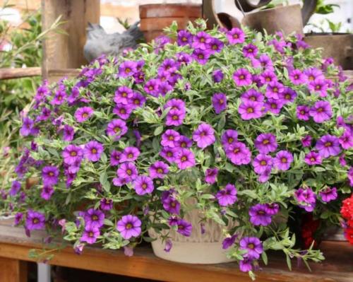 Быстрорастущие вьющиеся однолетники. Быстрорастущие вьющиеся растения для забора и сада . Обзор многолетних и однолетних растений. Фото + инструкция с описанием