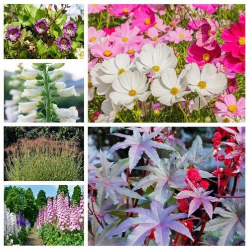 Быстрорастущие вьющиеся однолетники. Быстрорастущие вьющиеся растения для забора и сада . Обзор многолетних и однолетних растений. Фото + инструкция с описанием