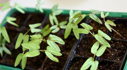 Лучшие вьющиеся однолетники для сада. Зачем нужны опоры 02 Лучшие вьющиеся однолетники для сада. Зачем нужны опоры 02