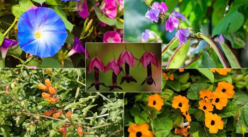 Лучшие вьющиеся однолетники для сада. Зачем нужны опоры 01 Лучшие вьющиеся однолетники для сада. Зачем нужны опоры 01