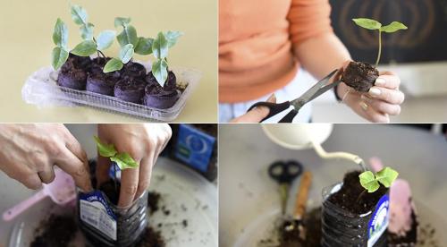 Лучшие вьющиеся однолетники для сада. Зачем нужны опоры 05 Лучшие вьющиеся однолетники для сада. Зачем нужны опоры 05