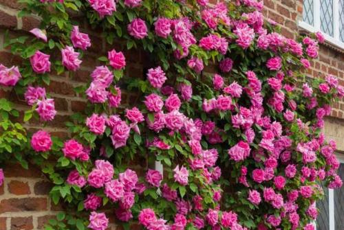 Быстрорастущие вьющиеся однолетники. Быстрорастущие вьющиеся растения для забора и сада . Обзор многолетних и однолетних растений. Фото + инструкция с описанием