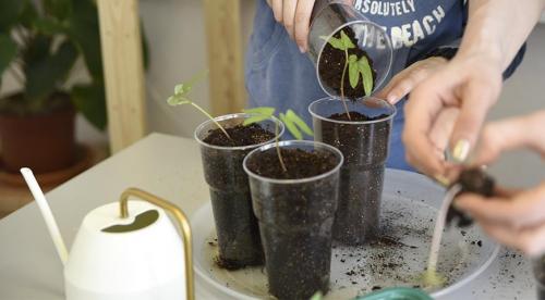 Лучшие вьющиеся однолетники для сада. Зачем нужны опоры 03 Лучшие вьющиеся однолетники для сада. Зачем нужны опоры 03