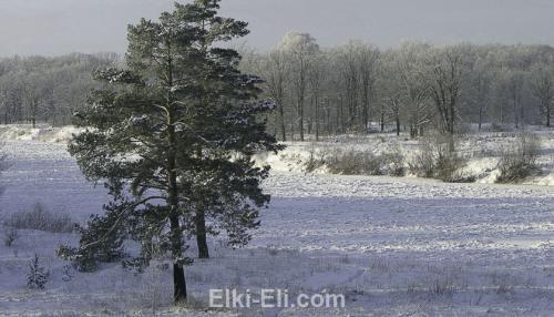 Как правильно ухаживать за вечнозелеными растениями. Вечнозеленые изгороди 01