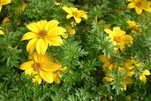 Ампельные цветы для дома. Ампельные цветы: фото, названия и описания (каталог)