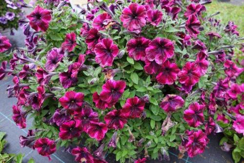 Ампельные цветы для дома. Ампельные цветы: фото, названия и описания (каталог)