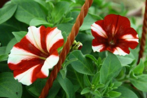 Ампельные цветы для дома. Ампельные цветы: фото, названия и описания (каталог)