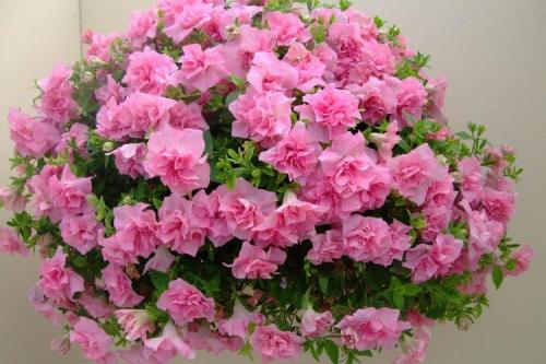 Ампельные цветы для дома. Ампельные цветы: фото, названия и описания (каталог)