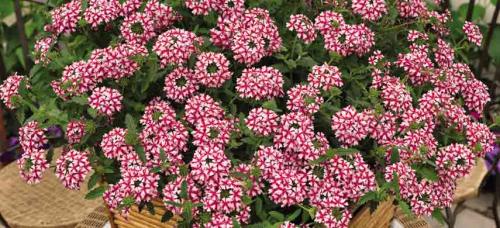 Ампельные цветы многолетники. Цветочная вуаль: как подобрать лучшие ампельные растения для сада