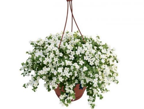 Свисающие цветы названия. Самые красивые ампельные цветы для подвесных кашпо на балкон