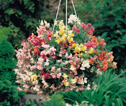 Свисающие цветы названия. Самые красивые ампельные цветы для подвесных кашпо на балкон