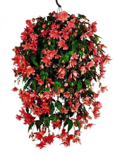 Свисающие цветы названия. Самые красивые ампельные цветы для подвесных кашпо на балкон