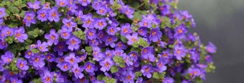 Ампельные цветы многолетники. Цветочная вуаль: как подобрать лучшие ампельные растения для сада