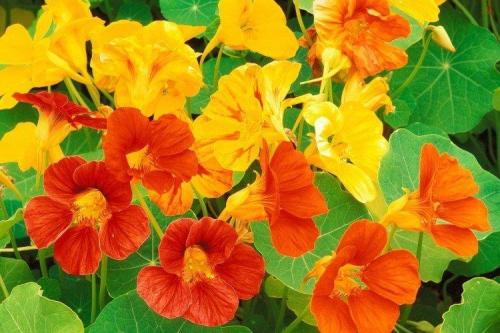 Ампельные цветы для дома. Ампельные цветы: фото, названия и описания (каталог)