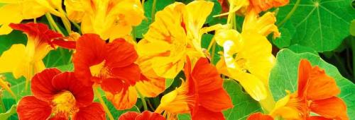 Ампельные цветы многолетники. Цветочная вуаль: как подобрать лучшие ампельные растения для сада