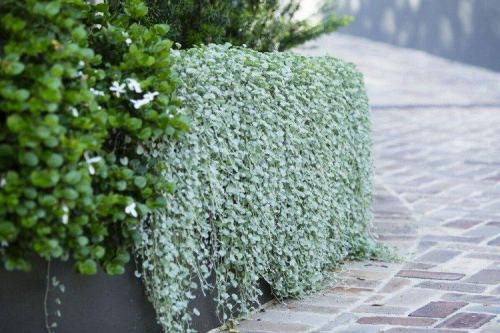 Ампельные цветы для дома. Ампельные цветы: фото, названия и описания (каталог)