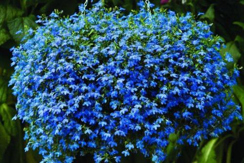 Ампельные цветы для дома. Ампельные цветы: фото, названия и описания (каталог)