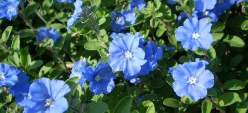 Ампельные цветы многолетники. Цветочная вуаль: как подобрать лучшие ампельные растения для сада