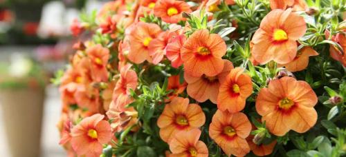 Ампельные цветы многолетники. Цветочная вуаль: как подобрать лучшие ампельные растения для сада