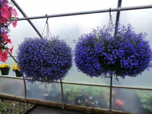 8 красивых ампельных растений для сада. ТОП-8 красивых ампельных растения для вашего сада