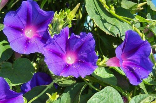 Ампельные цветы для дома. Ампельные цветы: фото, названия и описания (каталог)