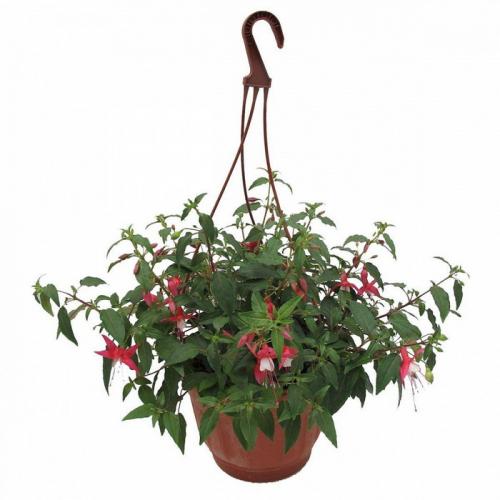 Свисающие цветы названия. Самые красивые ампельные цветы для подвесных кашпо на балкон