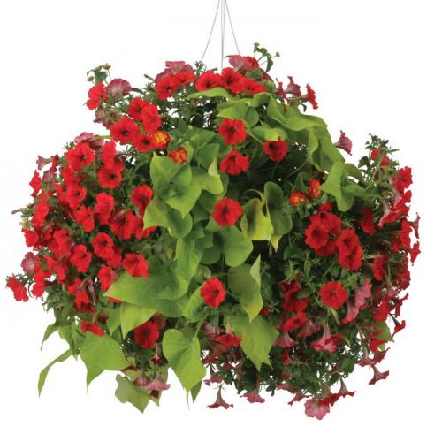 Свисающие цветы названия. Самые красивые ампельные цветы для подвесных кашпо на балкон