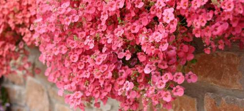 Ампельные цветы многолетники. Цветочная вуаль: как подобрать лучшие ампельные растения для сада