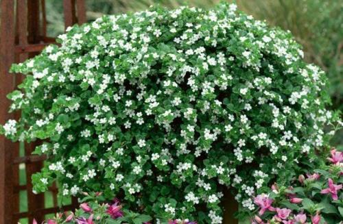 8 красивых ампельных растений для сада. ТОП-8 красивых ампельных растения для вашего сада