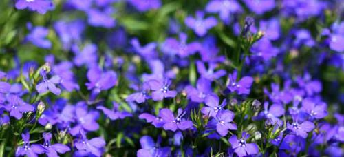 Ампельные цветы многолетники. Цветочная вуаль: как подобрать лучшие ампельные растения для сада