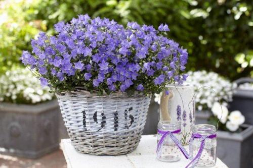 Ампельные цветы для дома. Ампельные цветы: фото, названия и описания (каталог)