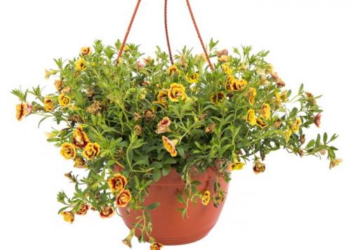 Свисающие цветы названия. Самые красивые ампельные цветы для подвесных кашпо на балкон