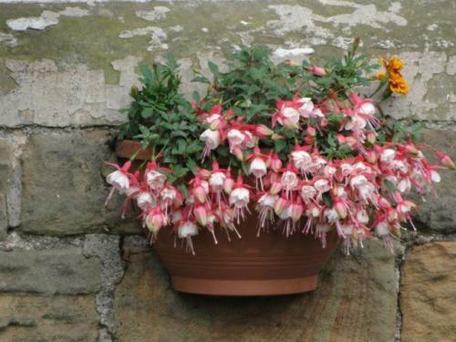 8 красивых ампельных растений для сада. ТОП-8 красивых ампельных растения для вашего сада