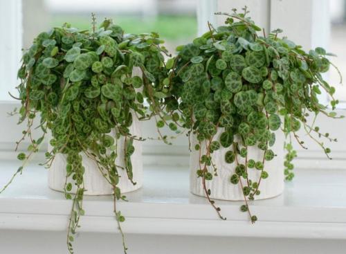 Свисающие цветы названия. Самые красивые ампельные цветы для подвесных кашпо на балкон