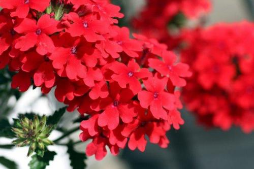 Ампельные цветы для дома. Ампельные цветы: фото, названия и описания (каталог)