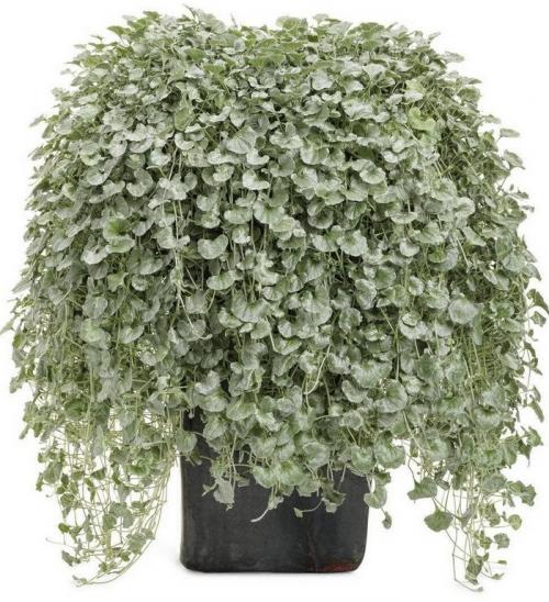 Свисающие цветы названия. Самые красивые ампельные цветы для подвесных кашпо на балкон