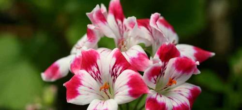 Ампельные цветы многолетники. Цветочная вуаль: как подобрать лучшие ампельные растения для сада