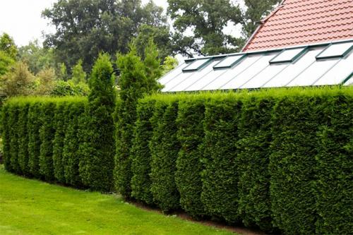 Неприхотливые кустарники для живой изгороди. Виды растений и их классификация