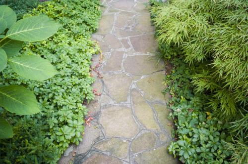 Почвопокровные многолетники для тени. Что посадить в тени вместо газона? Все гениальное просто